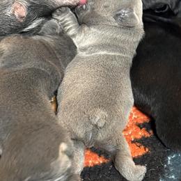 French Bulldog Puppies from K&J Frenchies