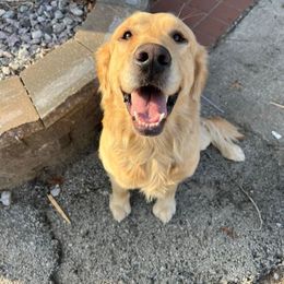 Clark - Golden Retriever