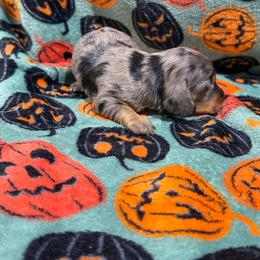 Flannel - Dapple male Dachshund puppy in Mansfield, Missouri from Owens Farm