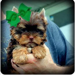 Rocco - Chocolate and tan male Yorkshire Terrier puppy in Warren, Michigan from Danielle's Yorkie Babies