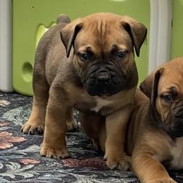 Hawk - Reddish brown male Boerboel puppy in Navasota, Texas from Silverthorne Boerboels