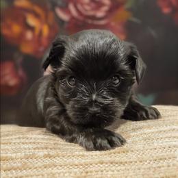 Franklin - Black and tan male Yorkshire Terrier puppy in Vancouver, Washington from Yorkastle Kennels