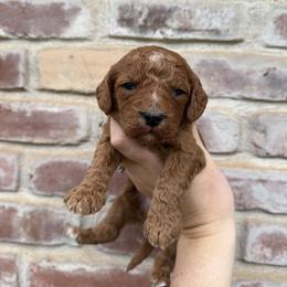 Duke (blue boy) - Red male Cavapoo puppy in Redding, California from Lipscomb Doodles