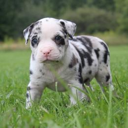 Girl 5 - female Alapaha Blue Blood Bulldog puppy in Grafton, Ohio from Eclipse Alapaha Kennels