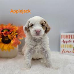 Applejack - Parti male Goldendoodle puppy in Summerville, South Carolina from Channys Doodles