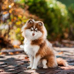 Wilder - Pomsky
