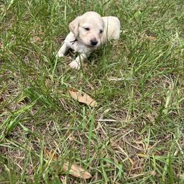 Maroon collar - Cream female Dachshund puppy in Eustis, Florida from K8’s Dachshunds