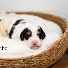 Porsche - Black and white female Bernedoodle puppy in Tucson, Arizona from Sun Valley Goldendoodles