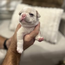 French Bulldog Puppies from Camper Puppy