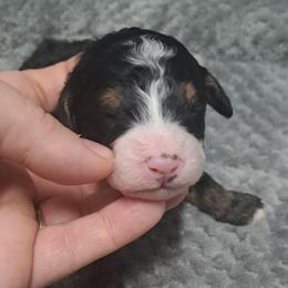 Ella - Tri-color female Bernedoodle puppy in Lafayette, Alabama from Williams Lake Doodles
