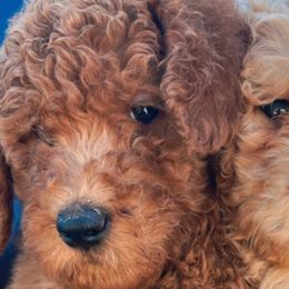 Big Baby Boy - Red  male Poodle puppy in Jurupa Valley, California from gucci_bentleys_goldendoodles