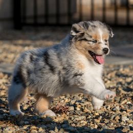 Australian Shepherd Puppies from Navarro Australian Shepherds