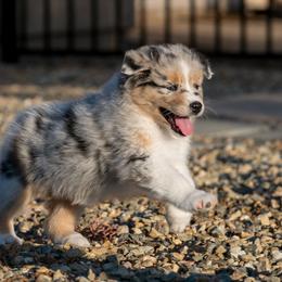 Australian Shepherd Puppies from Navarro Australian Shepherds