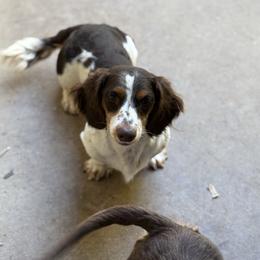 Dachshund puppies from Beaver Creek Kennels