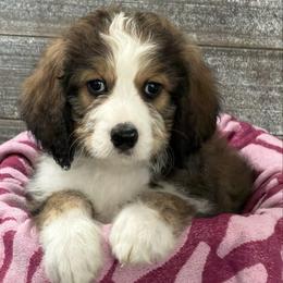 Gemini - Brown and white female Bernedoodle puppy in Phelan, California from PuppyPaws4U