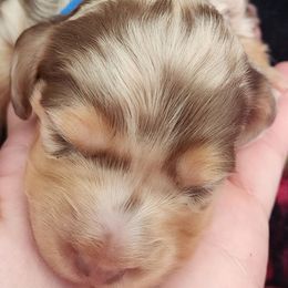 Blue Collar Boy 4 - Dapple male Dachshund puppy in Anderson, South Carolina from Iron Butterfly Kennels