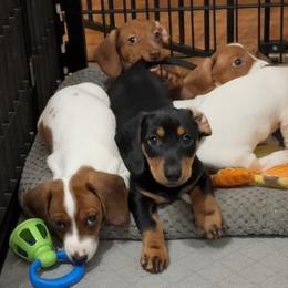 Dachshund Puppies from Cains River Valley Dachshunds