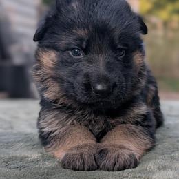 Black Collar - Black and red male German Shepherd puppy in Millan, Illinois from Volhouden German Shepherds