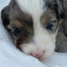 Agnes - Merle female Bernedoodle puppy in Peterstown, West Virginia from To Love A Doodle