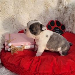 M2 - Blue male Boston Terrier puppy in Wilson, North Carolina from Chrysco Boston Terriers