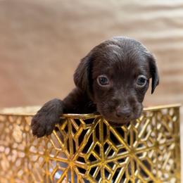 Dove - Chocolate female Labrador Retriever puppy in Isle, Minnesota from Dog Ear Outfitters