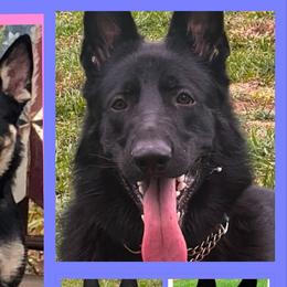 German Shepherds from S and R kennels