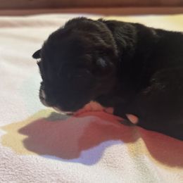 Boy 3 - male Karakachan puppy in Franklin, Pennsylvania from Harvest Plantation