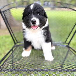 Shark Attack - Black tri-color male Australian Shepherd puppy in Jena, Louisiana from Diamond 5 Aussies