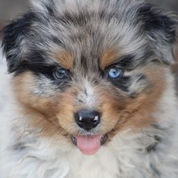 Veda - Blue merle female Australian Shepherd puppy in Pikeville, Tennessee from Skillern Creek's Australian Shepherds
