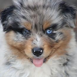 Veda - Blue merle female Australian Shepherd puppy in Pikeville, Tennessee from Skillern Creek's Australian Shepherds