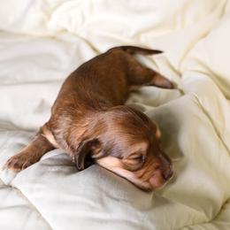 Annie - Dachshund puppy from Maitime Dachshund