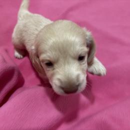 Boy 2 - Cream male Dachshund puppy in Booneville, Mississippi from Haley's Dachshunds