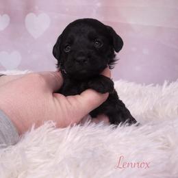 Lennox - Black female Goldendoodle puppy in Rising Sun, Indiana from Ruby Lane Doodles
