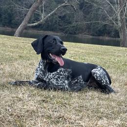 German Shorthaired Pointers from Hunter Station Canines