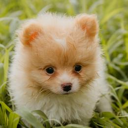 Pomeranians from Photo Perfect Poms
