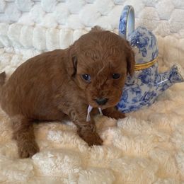 Juniper - Brown female Maltipoo puppy in South Jordan, Utah from Ollie-Pop Paws Breeding