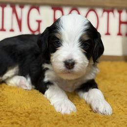 Rhea - Tri-color female Bernedoodle puppy in Henry, Illinois from Rowe Farms Doodles