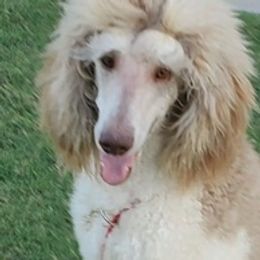 Poodles from Crimson Poodles