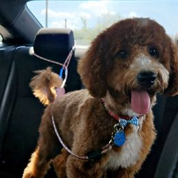 Milli - Red  female Goldendoodle puppy in Orlando, Florida from Furever Doodle