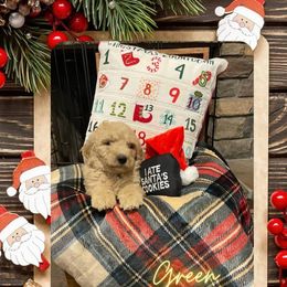 Goldendoodle Puppies from Chrissydoodles