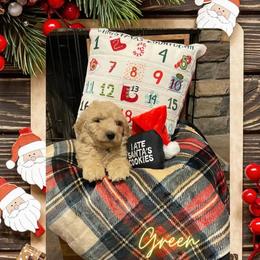 Goldendoodle Puppies from Chrissydoodles