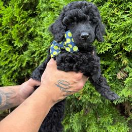 Pine - Black male Poodle puppy in Longview, Washington from Evergreen Miniature Poodles