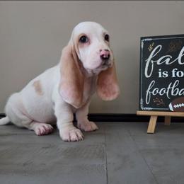 Birdie - Lemon and white female Basset Hound puppy in Denison, Texas from Emma Lou's Baby Bassets