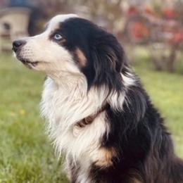 Miniature Australian Shepherds from Weatherdogkennels