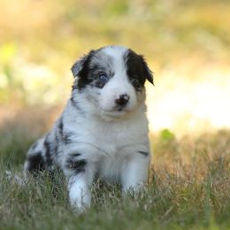 Border Collie Puppies from Midnight Border Collies