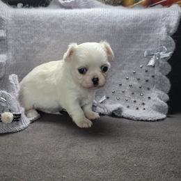 Boy1 - White male Chihuahua puppy in Alaska from Snowy Mountains Chihuahua