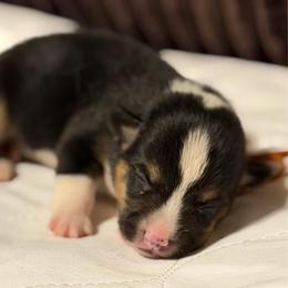 Boy 1 - Black and tan male Pembroke Welsh Corgi puppy in Oxford, Pennsylvania from K&S Quality Pembroke Welsh Corgi’s