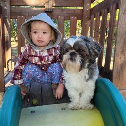 Bubba - Shih Tzu