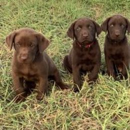 Dachshund and Labrador Retriever Puppies from Rockin M Kennel