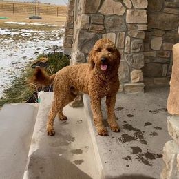 Charlie  - Goldendoodle